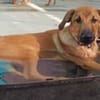 Welpe Trueno