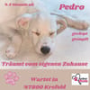 🐾❤ Pedro sucht sein für immer Zuhause