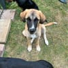 Zuhause gesucht für Ella