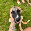 Zuhause gesucht für Ella