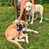 Zuhause gesucht für Ella