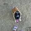 Zuhause gesucht für Ella