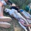 Zuhause gesucht für Eddy