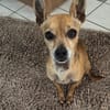 Süßer Dani2 sucht sein Zuhause