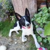 Sissi Treue Seele sucht sicheren Hafen