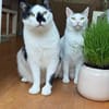 Sake und Rumi aus dem Tierschutz