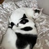 Sake und Rumi aus dem Tierschutz