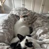 Sake und Rumi aus dem Tierschutz