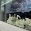 Sake und Rumi aus dem Tierschutz