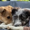 Nala💕wartet in 31157 Sarstedt