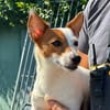 TANIA requisition