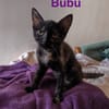 BEBE et BUBU