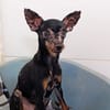 PAQUITO