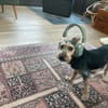 Perla