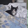 Eliot