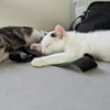 Bart et Boop