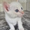 Süße kleine Katzen Turron & Mango