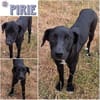 PIRIE ° zarte schwarze Schönheit