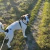 Henry, junger Pointer Mix