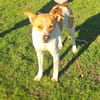Ginger ein lieber Familienhund