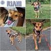 RIANI ° zart gebauter Hundejunge