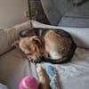 RIANI ° zart gebauter Hundejunge