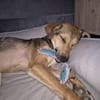 RIANI ° zart gebauter Hundejunge