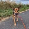 RIANI ° zart gebauter Hundejunge