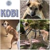 KOBI ° ruhiger Entdecker mit Lust auf sein neues Leben