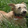SARI