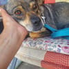Hanna, kleine Pinscher Mischlingshündin