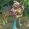 Hanna, kleine Pinscher Mischlingshündin