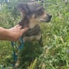 Hanna, kleine Pinscher Mischlingshündin