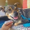 Hanna, kleine Pinscher Mischlingshündin