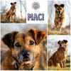 MACI * liebe Seele s. einfühlsames Heim