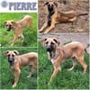 PIERRE ° großer lieber Bär