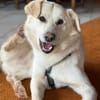 RICCI * Herzenshund für Herzensmensch