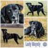 LADY MAYALY * schmusig & aktiv