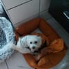 Csini, ruhige Malteser Hündin gen. 08/2015