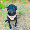 Pinschermix Blacky sucht Körbchen