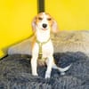 Narami sucht liebevolles Zuhause....