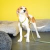 Narami sucht liebevolles Zuhause....