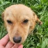 Faina, kleine Hündin sucht Körbchen