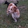 Ricky sucht seine Menschen