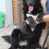 Aluna, geb. ca. 03/2025, 67814 Dannenfel