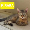 KIRARA ADOPTABLE AVEC SES SŒURS/FRERE OU SEUL SI VOUS AVEZ DÉJÀ UN CHAT PRÉSENT CHEZ VOUS