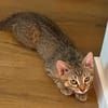 KIRARA ADOPTABLE AVEC SES SŒURS/FRERE OU SEUL SI VOUS AVEZ DÉJÀ UN CHAT PRÉSENT CHEZ VOUS