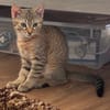 KIRARA ADOPTABLE AVEC SES SŒURS/FRERE OU SEUL SI VOUS AVEZ DÉJÀ UN CHAT PRÉSENT CHEZ VOUS