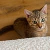 KIRARA ADOPTABLE AVEC SES SŒURS/FRERE OU SEUL SI VOUS AVEZ DÉJÀ UN CHAT PRÉSENT CHEZ VOUS