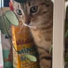 KIRARA ADOPTABLE AVEC SES SŒURS/FRERE OU SEUL SI VOUS AVEZ DÉJÀ UN CHAT PRÉSENT CHEZ VOUS
